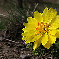 фото "Adonis No.2"