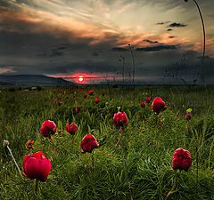 фото "Дикие пиончики"