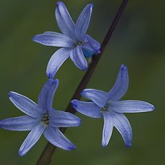 photo "Hyacinthus orientalis"