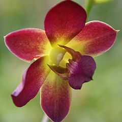 photo "Orchid"