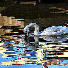 фото "Swan in the river Zaan 1"