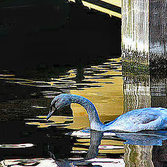 фото "Swan in the river Zaan 2"