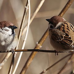 photo "Let's talk?"