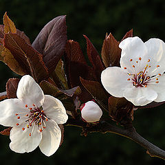 photo "Prunus cerasifera"