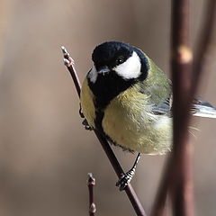 photo "Titmouse"