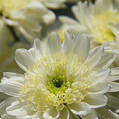 photo "Chrysanthemum"