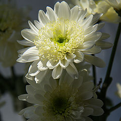 photo "Сhrysanthemum 2"