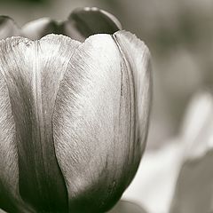 photo "tulip"