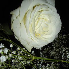 фото "White rose"