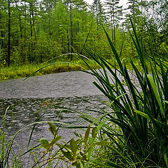 photo "The rain..."