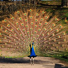 фото "peacock"