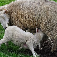 photo "Mother love."