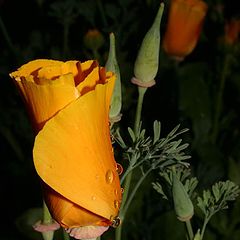 photo "California poppy"