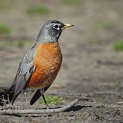 photo "American Robin"