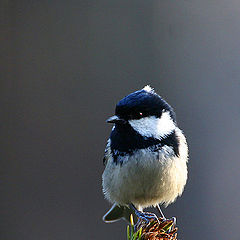 photo "Parus ater"