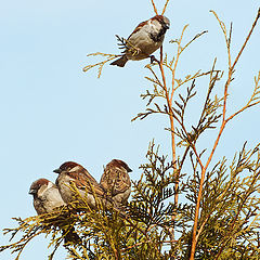 photo "Khodynskoe sparrows"