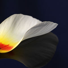 photo "Tulipa"
