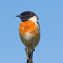 photo "Saxicola torquata"