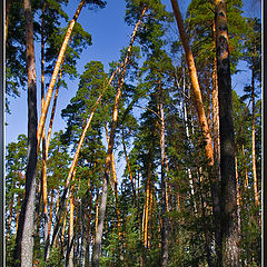 photo "Relic pines of Solotchi"