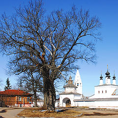 фото "Деревья"