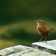 photo "Troglodytes troglodytes"