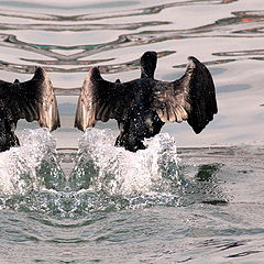 photo "Cormorant(s)"