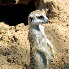 photo "Meerkat"