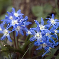 фото "Blue"