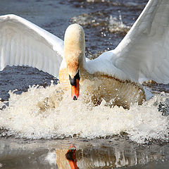 фото "good landing"