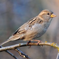 photo "Sparrow"