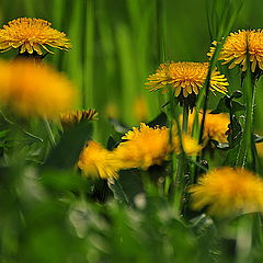 photo "across the meadow"