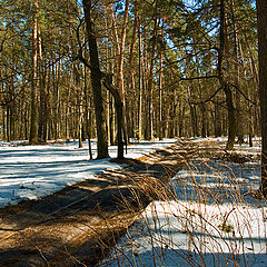 photo "Snow does not thaw"