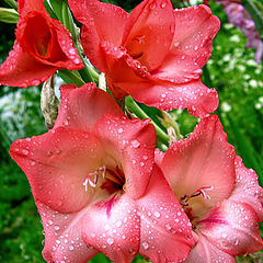 photo "Gladiolus Wind Song"
