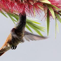 photo "colibri"