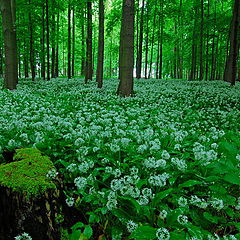 photo "bear`s garlic"