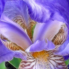 photo "Iris"