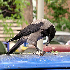 photo "Fast Food"