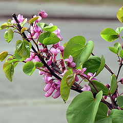 photo "Spring Signs"