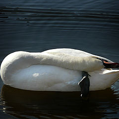 photo "Stretching"