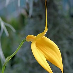 photo "Masdevallia Orchid Falcata 'Goldfinch'"