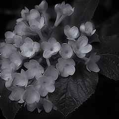 фото "viburnum burkwoodii"