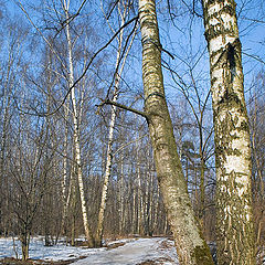 photo "Last snow-2"