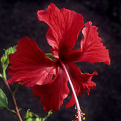 фото "red hibiscus"