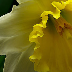 photo "Jonquil"