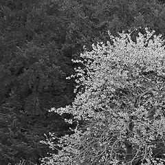 photo "Flowers in the montain"