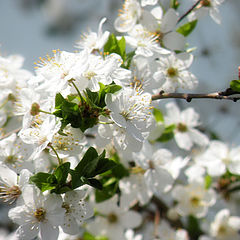 photo "Ukrainian sakura"