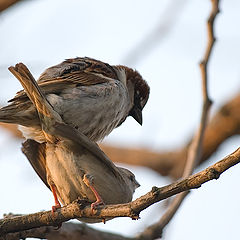photo "The sparrow's spring"