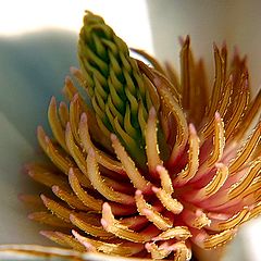 фото "fresh flower"