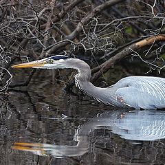 photo "Hunting Heron"