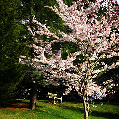 photo "The Bench"